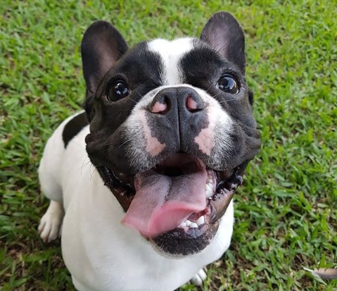 Donato, el más famoso de ‘Cuestión de Perros’