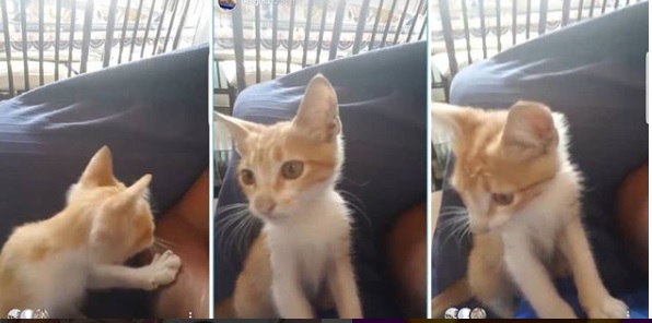 Secuestraron a Regina, la gatita del Chure